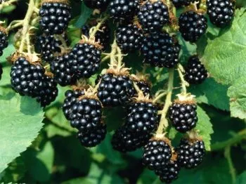 Blackberry kert - ültetés és gondozás