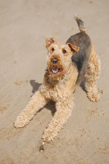 Airedale Terrier descriere rasă, fotografie, caracter, de sănătate și de îngrijire