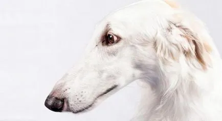 Aceste 11 rase de câini arată că natura are prea un simț al umorului