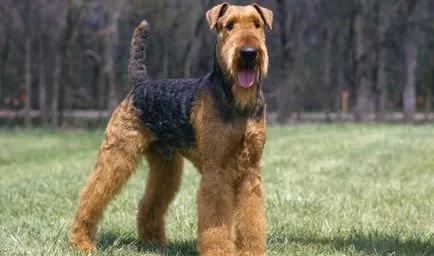 Airedale Terrier descriere rasă, fotografie, caracter, de sănătate și de îngrijire