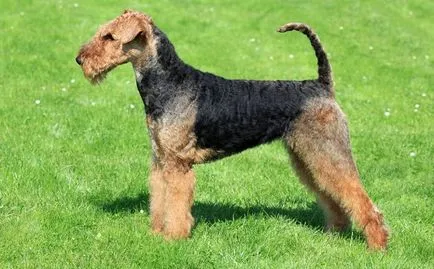 Airedale Terrier descriere rasă, fotografie, caracter, de sănătate și de îngrijire