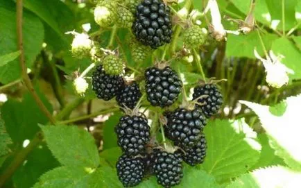 Descrierea BlackBerry Agawam a soiului, randamentul de la un tufiș, fotografie