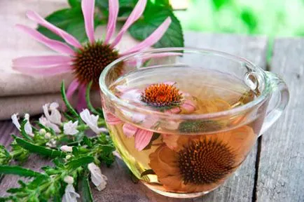 Echinacea immunitás hasznos tulajdonságokkal, alkalmazási