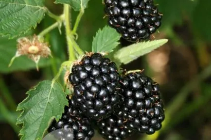 plantare besshipnaya Blackberry, cultivarea și întreținerea, descrierea soiurilor