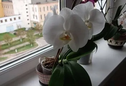 грижа Phalaenopsis у дома, за разплод и цъфтящи орхидеи, видео и снимки