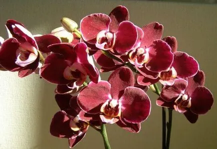 грижа Phalaenopsis у дома, за разплод и цъфтящи орхидеи, видео и снимки