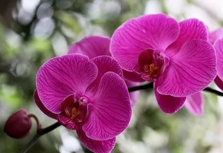 Phalaenopsis otthoni gondozást, tenyésztési és virágzó orchideák, videók és fotók