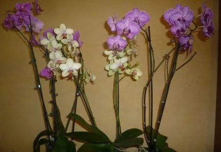 Phalaenopsis otthoni gondozást, tenyésztési és virágzó orchideák, videók és fotók