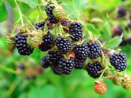 Descrierea Blackberry Agawam, plantare și îngrijire de grad