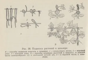 A formáció az uborka az üvegházban, faház királyság