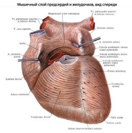 Funcțională NK cardiomiopatie acută la copii, ceea ce este - cardiomiopatia - cauze, simptome,