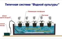 Хидропоника - зелените у дома, как да правят системата със собствените си ръце, плюсовете и минусите, видео