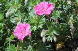 Geranium sanguineum gyógyszer tulajdonságait, összetételét, használják a népi gyógyászatban, ellenjavallatok