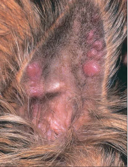 Skin histiocytózis a kutyák, az állatorvos