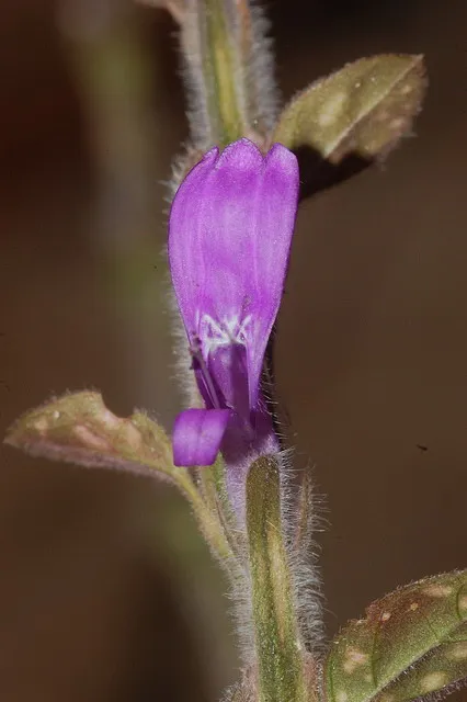 Hypoestes - hypoestes снимка, условия на отглеждане, грижи и размножаване