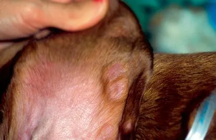 Skin histiocytózis a kutyák, az állatorvos