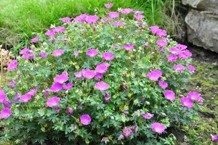 Geranium sanguineum gyógyszer tulajdonságait, összetételét, használják a népi gyógyászatban, ellenjavallatok