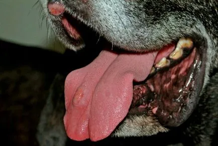 histiocitoză cutanate la câini, medicul veterinar