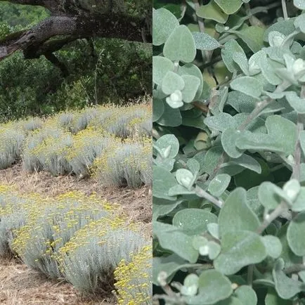 Gelihrizum și creștere răsaduri din fotografie semințe de plantare și îngrijire