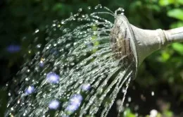 Hortensie de îngrijire makrofilla