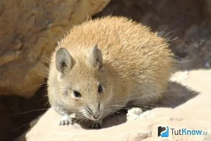 mouse-ul Echinated conținut akomisa acasă