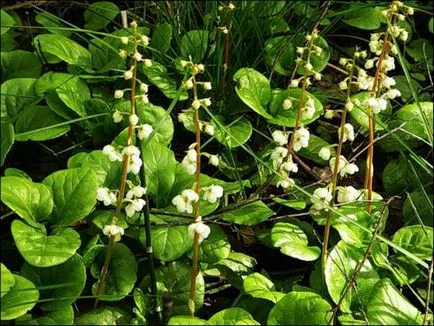 Wintergreen трева - свойства и приложения на вечнозелено уинтергриновата rotundifolia, чадър, статии в