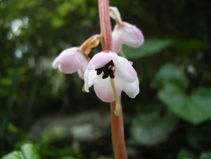 Wintergreen трева - свойства и приложения на вечнозелено уинтергриновата rotundifolia, чадър, статии в