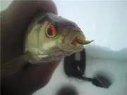 Jig - amphipod - pescuit de casă cu mâinile lor
