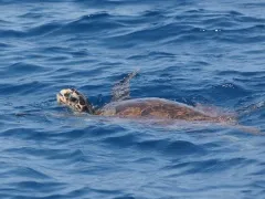 Морски костенурки, червен морска риба