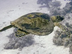 Морски костенурки, червен морска риба