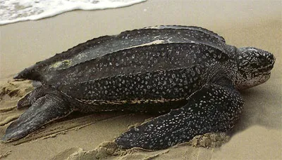 țestoase marine