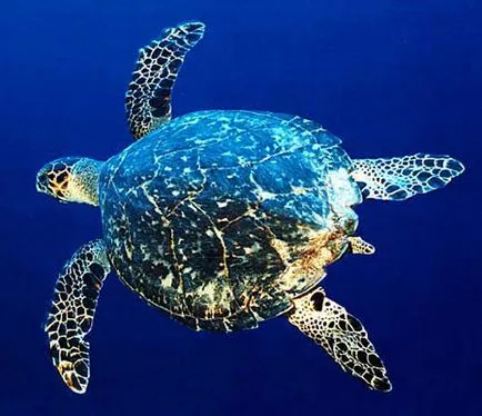 tengeri teknősök
