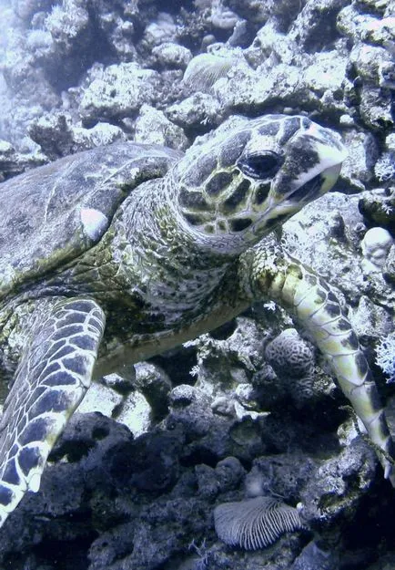 Морски костенурки, червен морска риба