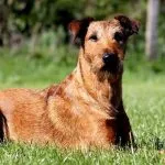 Irish Terrier fotografie Soft de grau-Coated, descriere rasa, caracter