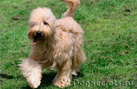 Irish soft coated wheaten terrier jellegű, fotó, ár