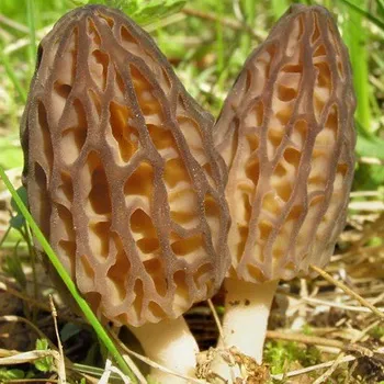 Útmutató növekvő blewits (minden típus) tárolja mirgribov - micélium gomba, shiitake,