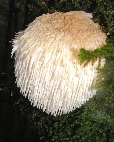 Útmutató növekvő blewits (minden típus) tárolja mirgribov - micélium gomba, shiitake,