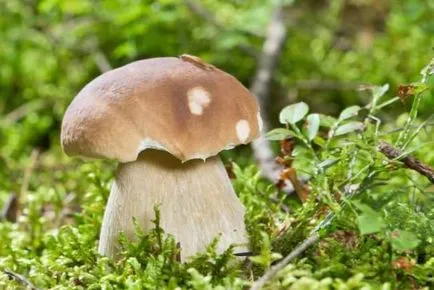 Instrucțiuni pentru blewits creștere (toate tipurile) magazin mirgribov - ciuperci miceliu, Shiitake,