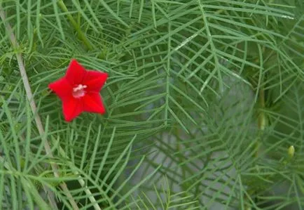 Morning Glory снимка