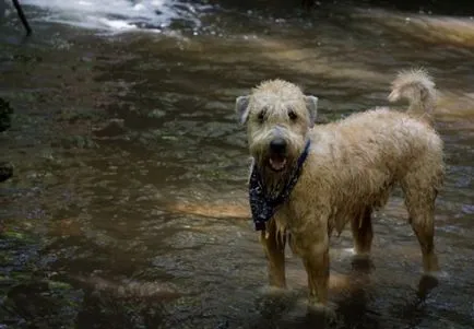 Irish Terrier fotografie Soft de grau-Coated, descriere rasa, caracter