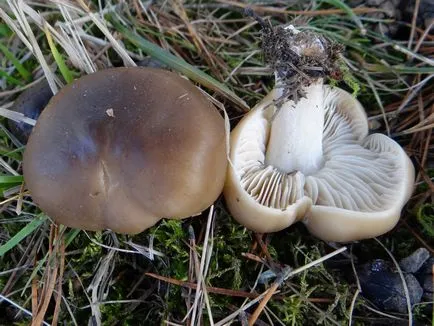 Útmutató növekvő blewits (minden típus) tárolja mirgribov - micélium gomba, shiitake,