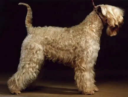 Irish Terrier