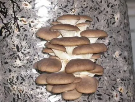 Útmutató növekvő blewits (minden típus) tárolja mirgribov - micélium gomba, shiitake,