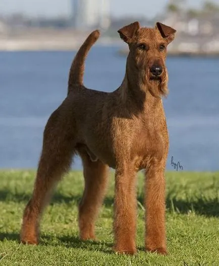 ír terrier