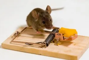 Cum să se ocupe de șobolani în ghidul coop de pui cu video
