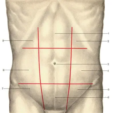 Ynaya topografia a peretelui abdominal anterolateral