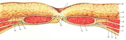 Ynaya topografia a peretelui abdominal anterolateral