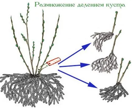 Jost функции, засаждане, резитба, торене, размножаване