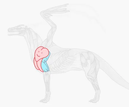 Mivel anatómiailag helyes rajz sárkány