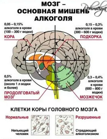 Как алкохол влияе на мозъка